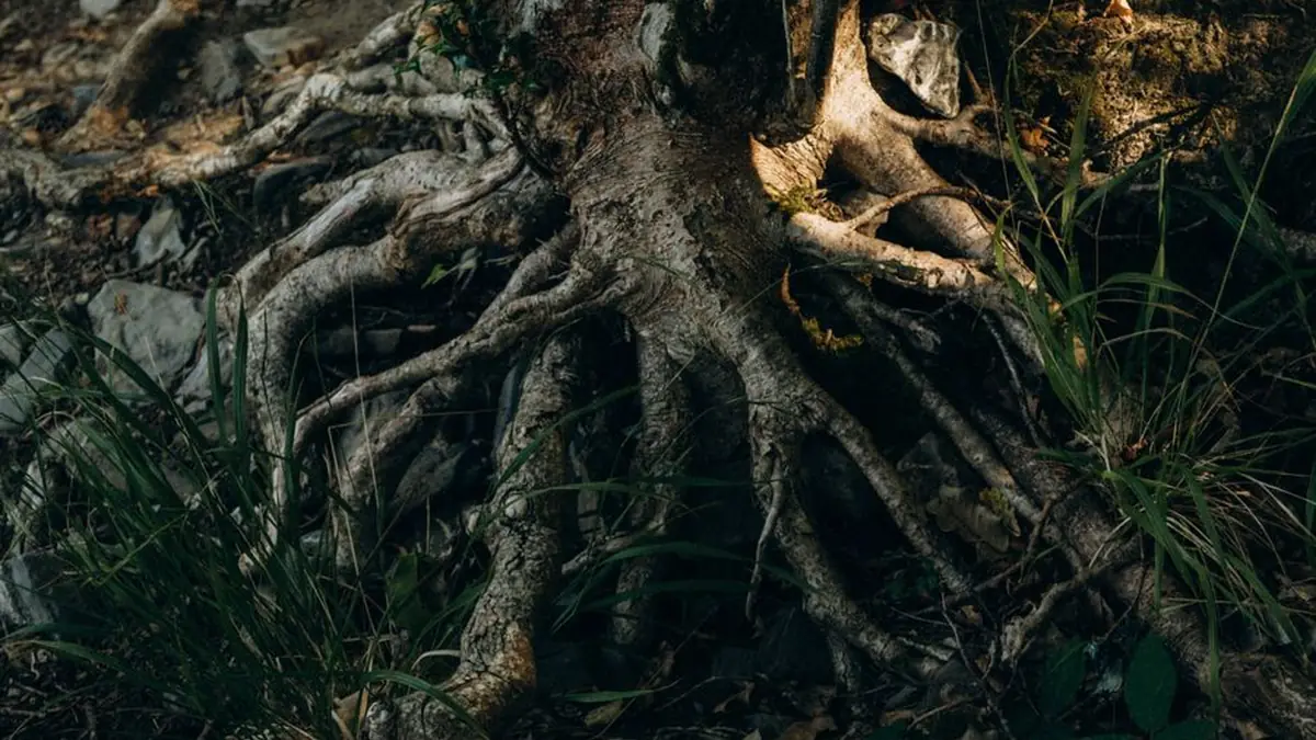 Thick tree roots spreading across rocky ground at the base of a mature trunk with grass growing between them
