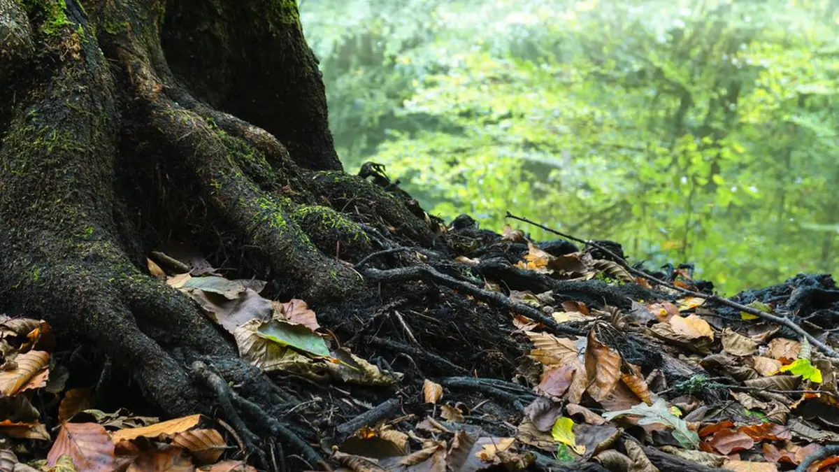 Mossy tree roots spreading over the ground among fallen leaves at the base of a large trunk
