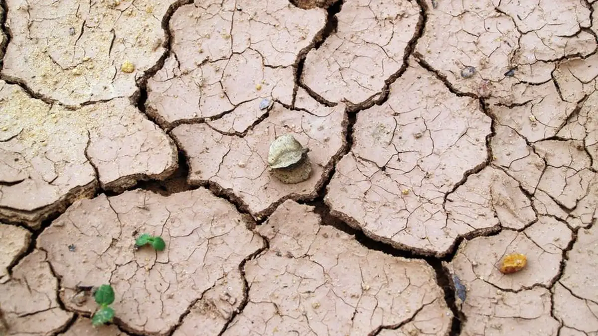 Pale cracked mud broken into large plates with two small green seedlings and a snail shell