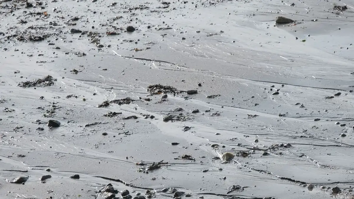 Close-up of wet grey sand on a beach with grit, small stones and scattered seaweed across the surface